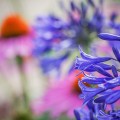 Parkimpressionen 1
